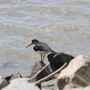 Eurasian Oystercatcher