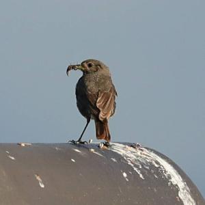 Black Redstart