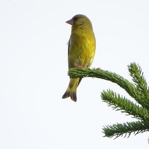 European Greenfinch