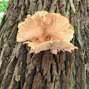 Oyster Mushroom