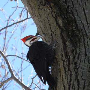 Pileated Woodpecker