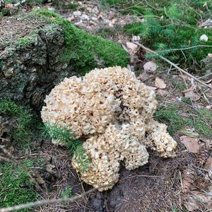 Eastern Cauliflower Mushroom