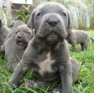 Neapolitan Mastiff