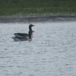 Greylag Goose