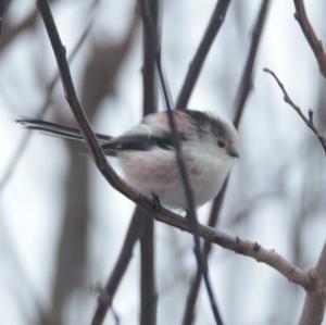 Long-tailed Tit