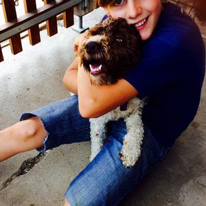 Lagotto Romagnolo