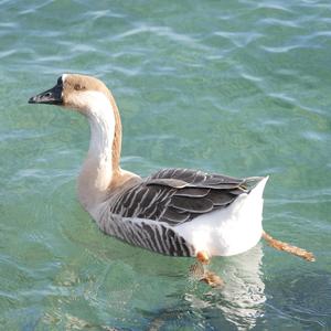 Swan Goose