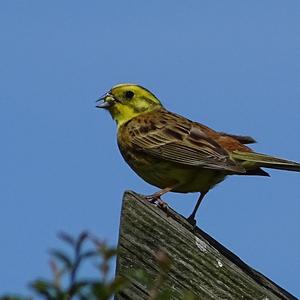 Yellowhammer