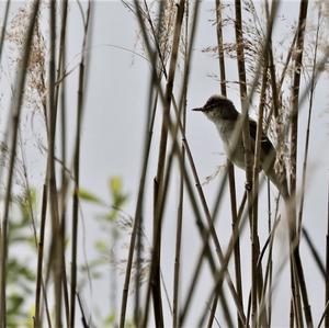 Eurasian Reed-warbler