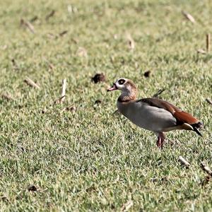 Egyptian Goose