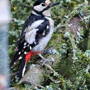 Great Spotted Woodpecker