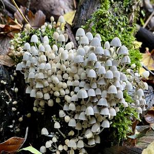 Non-inky Coprinus