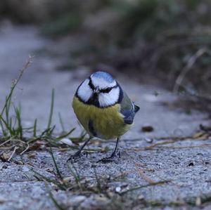 Blue Tit