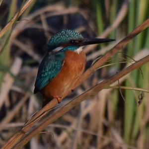 Common Kingfisher