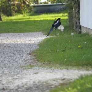 Black-billed Magpie