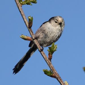 Long-tailed Tit