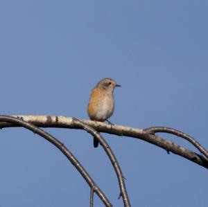 Common Redstart