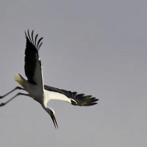 White Stork