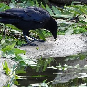 Carrion Crow