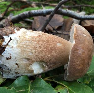 King Bolete