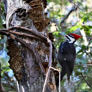 Pileated Woodpecker