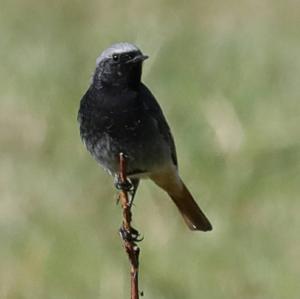 Black Redstart