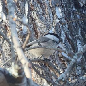 Willow Tit