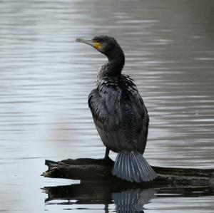 Great Cormorant