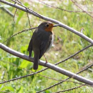 European Robin