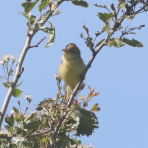 Melodious Warbler