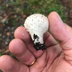 Pestle-shaped Puffball