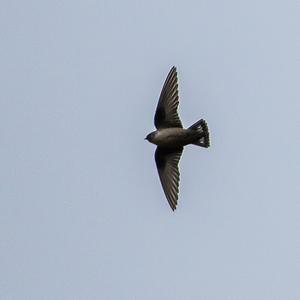 Eurasian Crag-martin