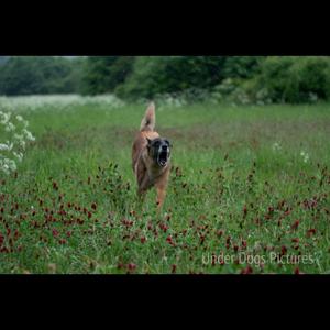 Belgian Malinois