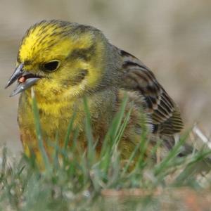 Yellowhammer