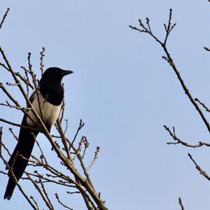 Black-billed Magpie