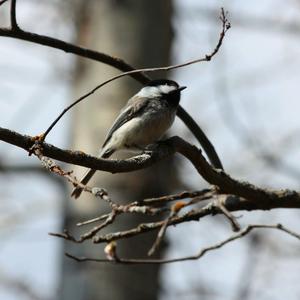 Black-capped Chickadee