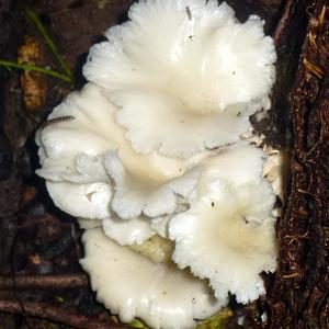 Oyster Mushroom