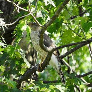 Cooper's Hawk