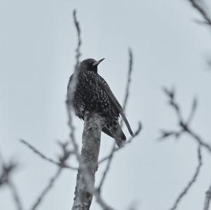 Common Starling