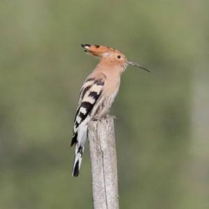 Eurasian Hoopoe