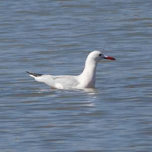 Slender-billed Gull