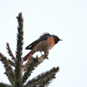 Common Redstart