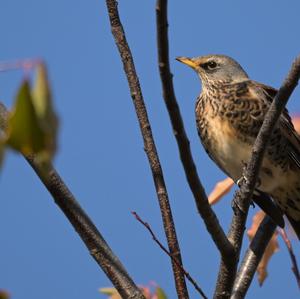 Fieldfare