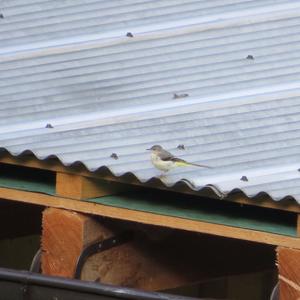 Grey Wagtail