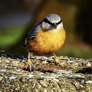 Wood Nuthatch