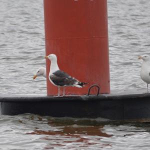 Great Black-backed Gull