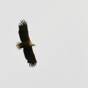 White-tailed Eagle