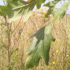 Turkey Oak