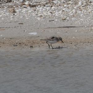 Little Stint