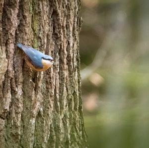 Wood Nuthatch